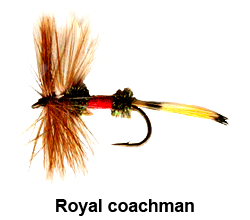 curso de pesca con mosca - moscas - moscas secas - royal coachman